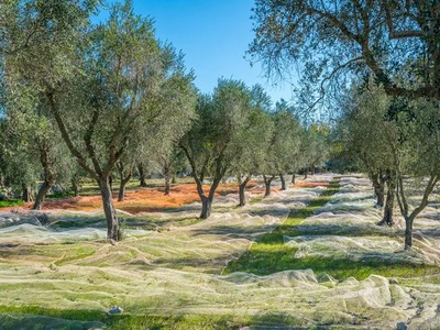 findik-toplama-filesi